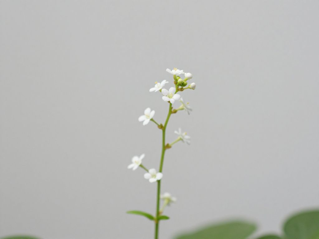 Kwiat pieniążek jak kwitnie? Odkryj sekrety kwitnienia Pilea peperomioides!